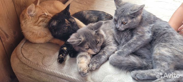 Котята в добрые руки