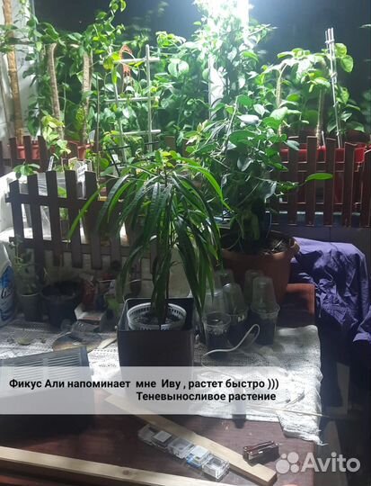 Фикус Али, Педилантус, Кит. Роза