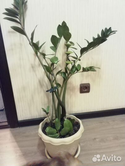 Замиокулькас