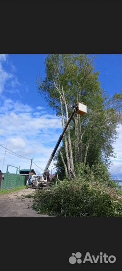 Валка, рубка, спил деревьев