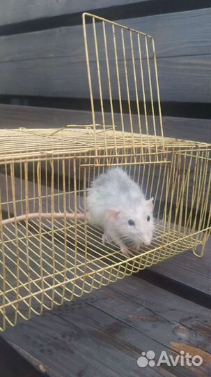 Декоративная крыса