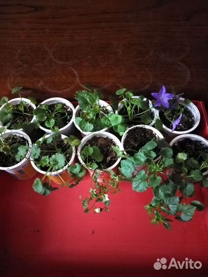 Кампанула биколор махровая, папоротники