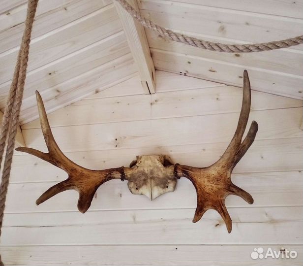 Рога косули, оленя, лося