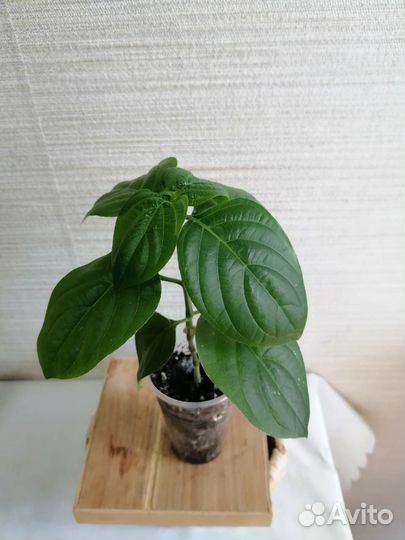 Домашние цветы