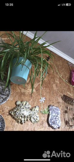 Хлорофитум