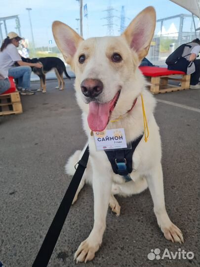 Собака в добрые руки метис бшо