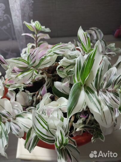 Традесканция зебрина и белая