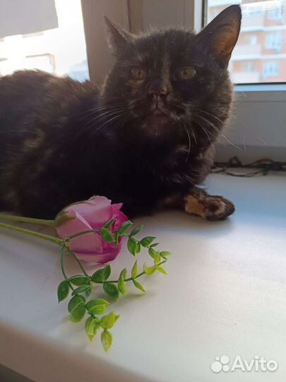 Котики в добрые руки