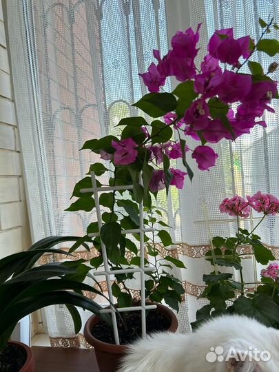 Комнатные цветы