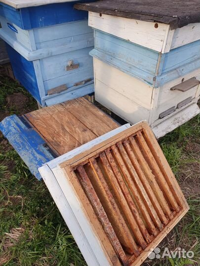Улей Дадан 12 рамок
