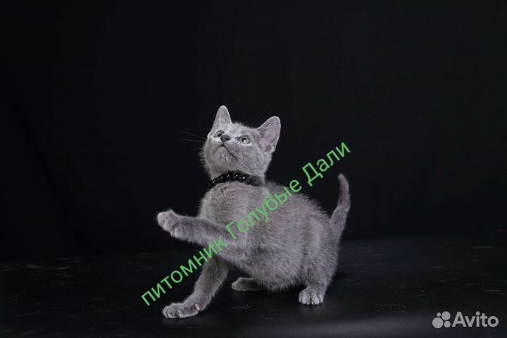 Русская Голубая котята