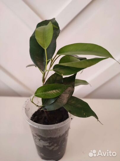 Фикус Бенджамина Даниэль, Кинки