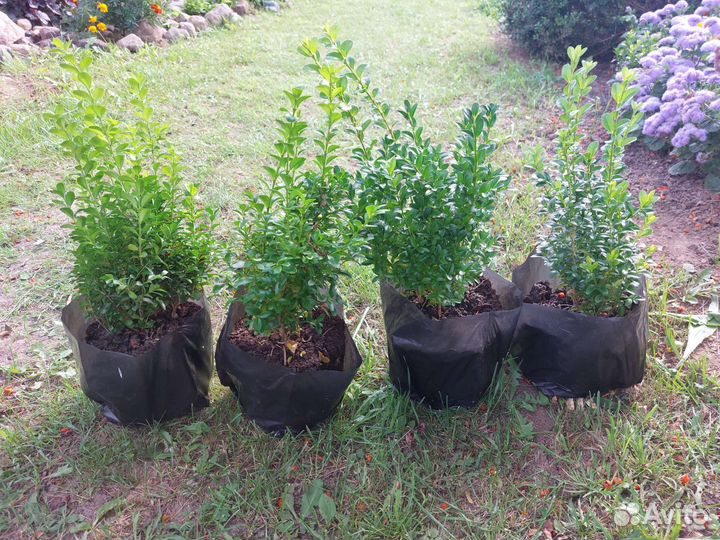 Саженцы самшита