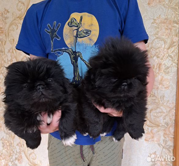 Щенки пекинеса