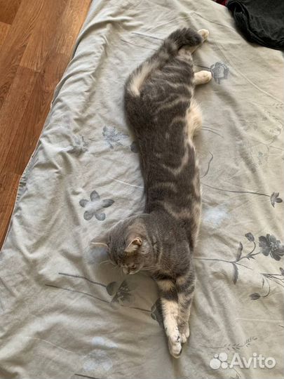 Отдам в добрые руки