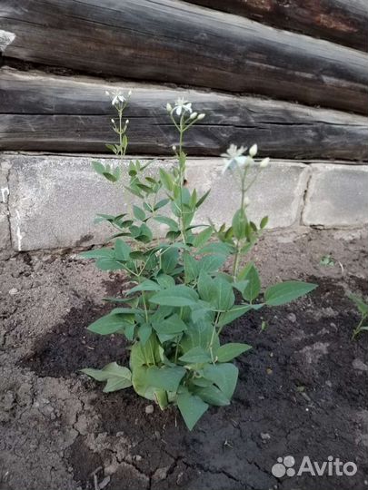 Клематис белый