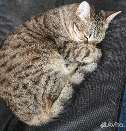 Ласковая нежная кошечка Милка