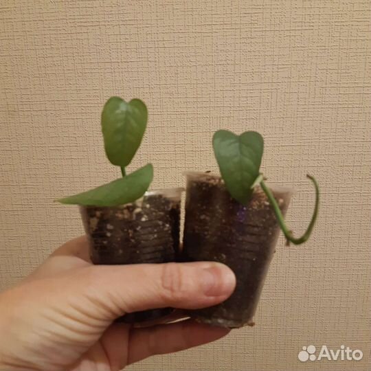 Комнатные растения