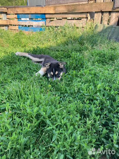 Щенок девочка приютская ищет дом, в добрые руки