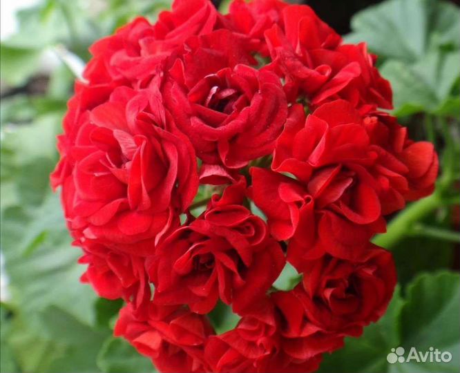 Пеларгония красная розебудная