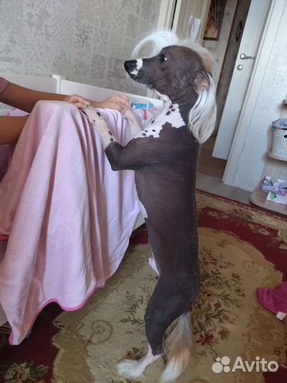 Китайская хохлатая голая щенки