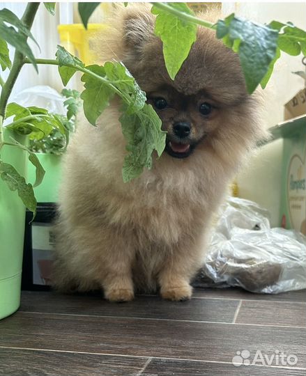 Померанский шпиц