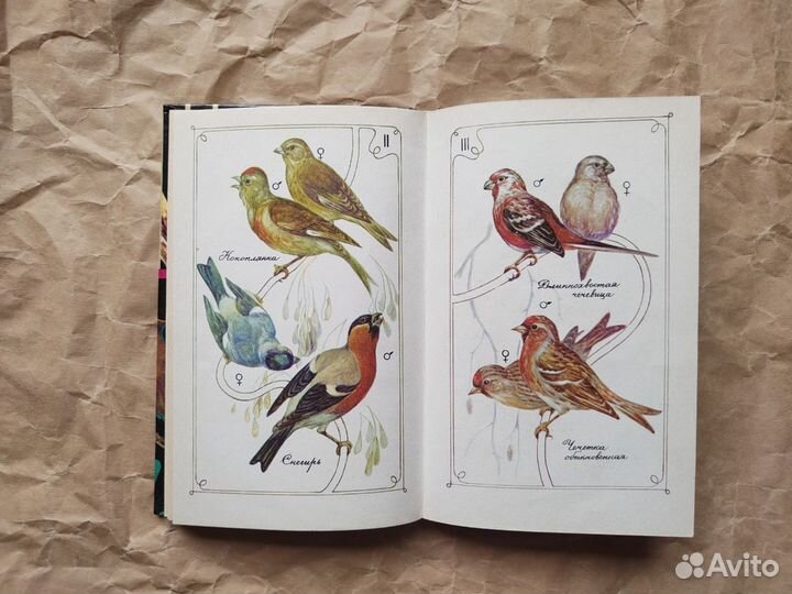 Птицы в нашем доме, Басихес