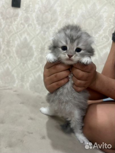 Котятки