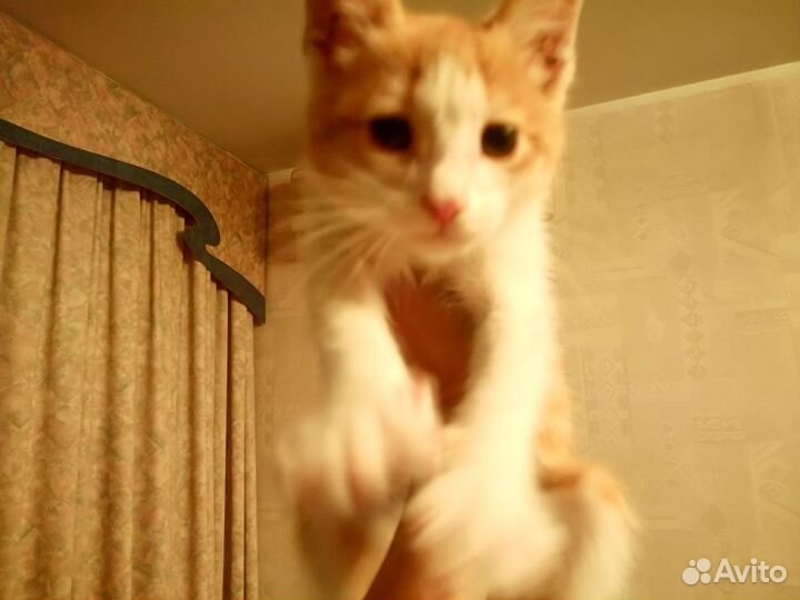 Котенок рыженький