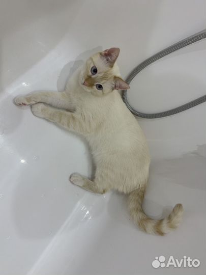 Тайский кот ред поинт