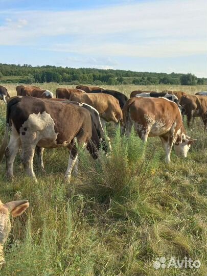 Продаются быки на доращивание