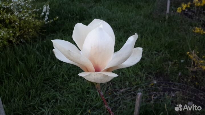 Магнолия лампа алладина зкс сажен 1 м 50 см