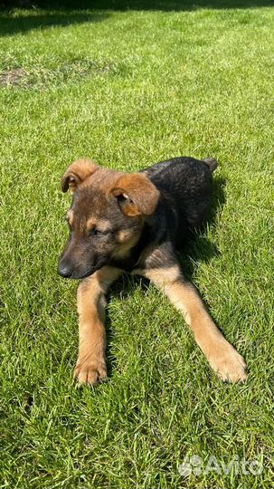 Отдам бесплатно щенок