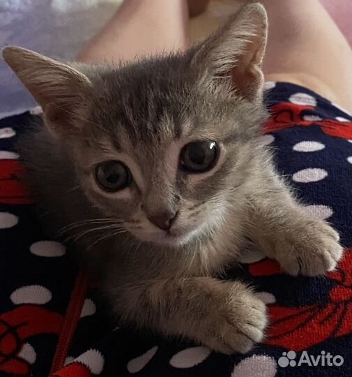Отдам в добрые руки котенка девочку