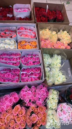 Роза Армении оптом, роза России оптом