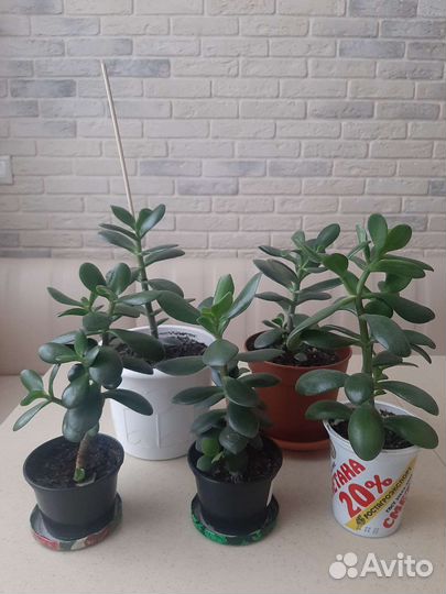 Крассула толстянка