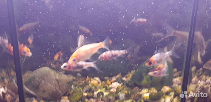 Рыбки карпы кои от 5 см