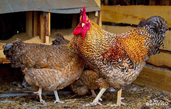 Билефельдер Инкуб/яйцо