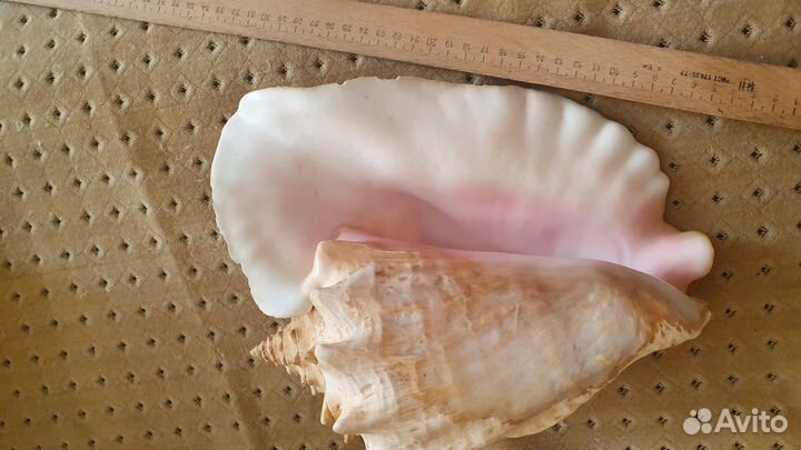 Ракушка большая 30 см. Куба