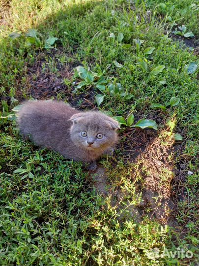 Шотландские котята