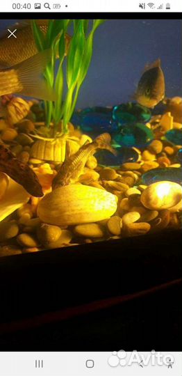 Аквариум