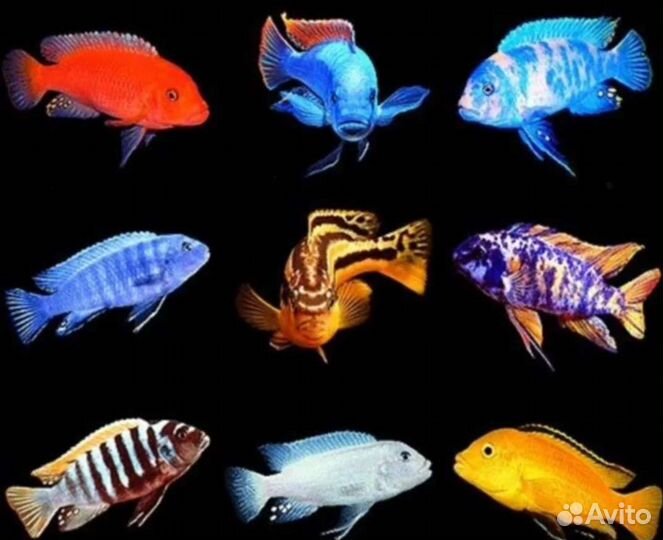 Малавийские цихлиды в ассортименте 5см