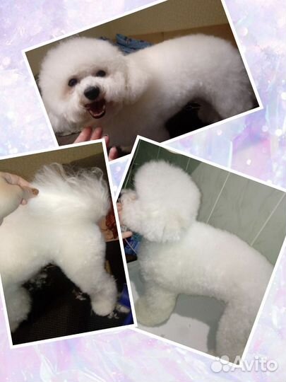 Грумер стрижка собак