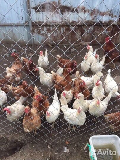 Куры несушки 15+1