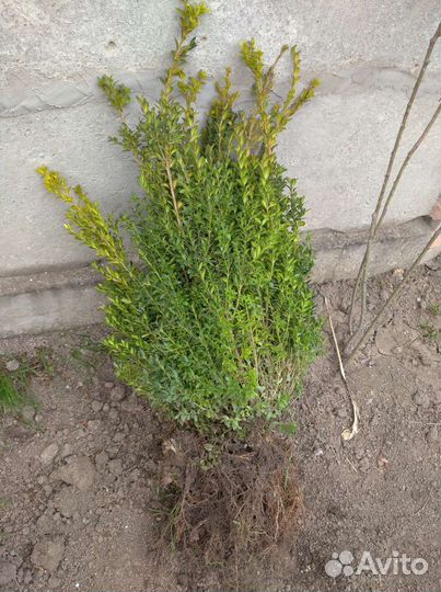 Растения Самшит,Гибискус