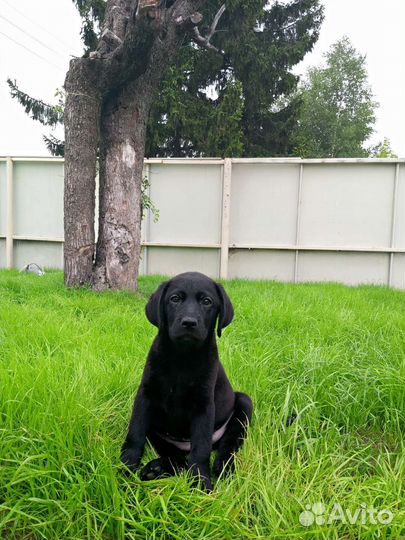 Щенки лабрадора