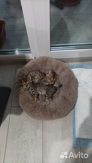 Бенгальские котята