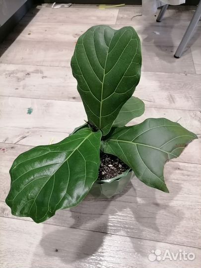 Фикус Лирата