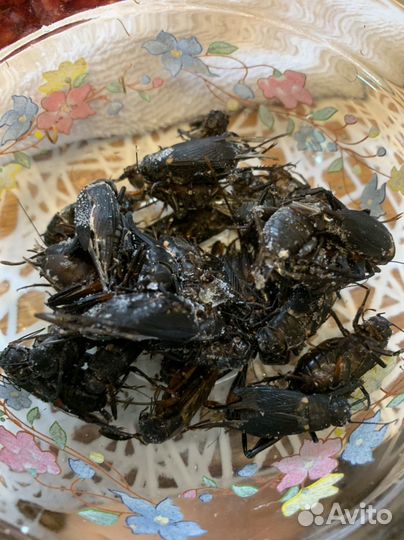 Сверчки, тараканы и черви (заморозка)