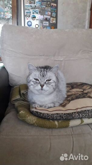 Отдам кота в добрые руки